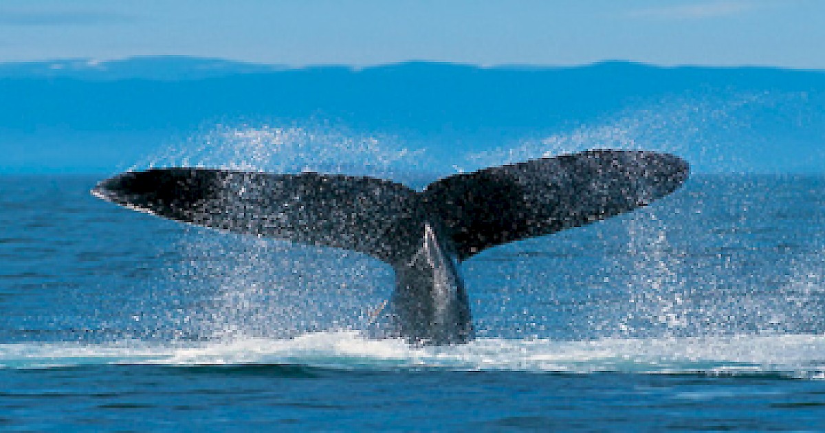 Whale Watching - Wildlife | Marin Convention & Visitors Bureau