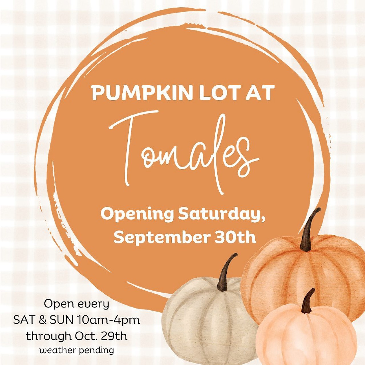 Pumpkin Lot at Tomales October 2023 Marin Convention & Visitors Bureau